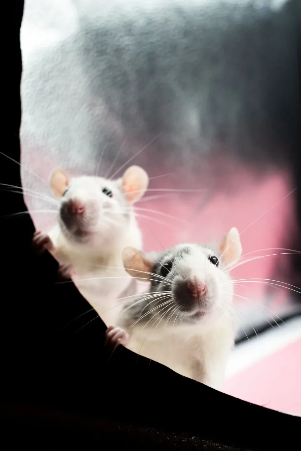 Two Rats — Pest Control Two Rats — Pest Control